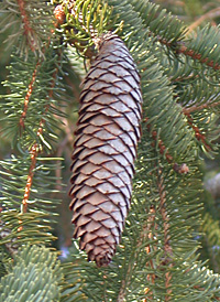 Norway Spruce