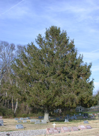 Norway Spruce