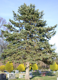 Blue Spruce