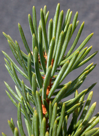Blue Spruce