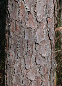 Shortleaf Pine
