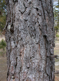 Pitch Pine