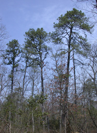 Pitch Pine