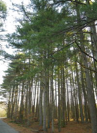 Eastern White Pine