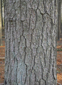 Eastern White Pine