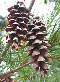 Eastern White Pine