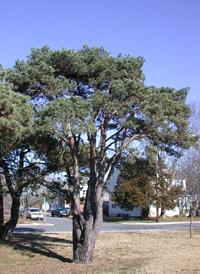 Scots Pine