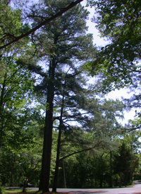 Loblolly Pine