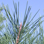 Japanese Black Pine Japanese Black Pine