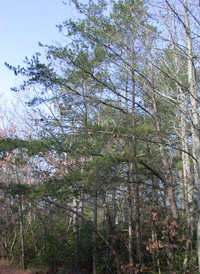 Virginia Pine