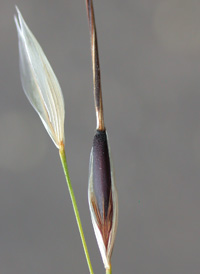 Black Spear-grass