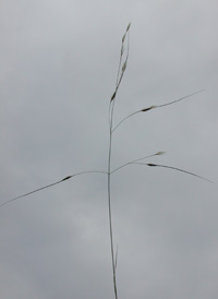 Black Spear-grass