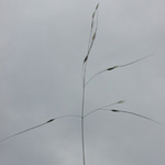 Black Spear-grass Black Spear-grass