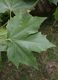 London Plane-tree