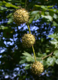 London Plane-tree