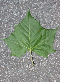 American Plane-tree