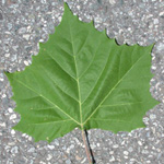 American Plane-tree American Plane-tree