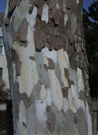 American Plane-tree