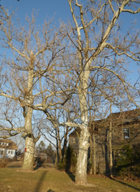 American Plane-tree