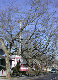 London Plane-tree