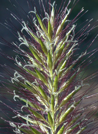 Foxtail Fountain-grass