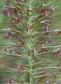 Foxtail Fountain-grass