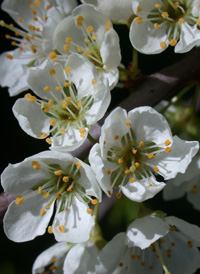 Chickasaw Plum