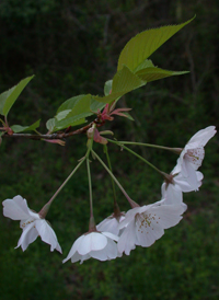 European Wild Cherry