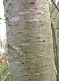 European Wild Cherry