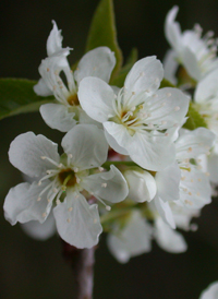 St. Lucie Cherry