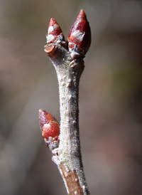 St. Lucie Cherry