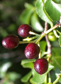 St. Lucie Cherry