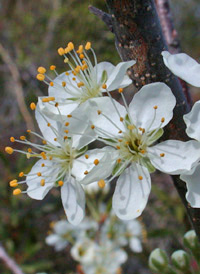 Beach Plum