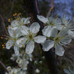 Beach Plum Beach Plum