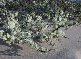 Beach Plum