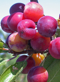 Beach Plum