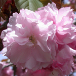 Japanese Flowering Cherry