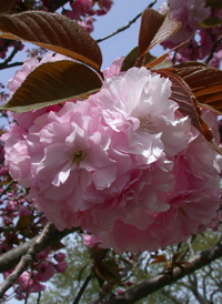 Japanese Flowering Cherry