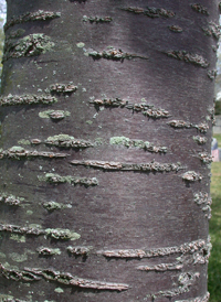 Japanese Flowering Cherry