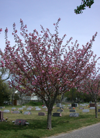 Japanese Flowering Cherry