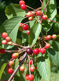 European Wild Cherry