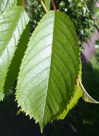 European Wild Cherry