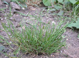 Annual Meadow-grass