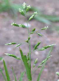 Annual Meadow-grass