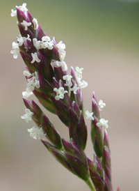 Annual Meadow-grass