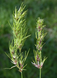 Bulbous Meadow-grass