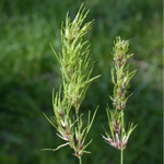 Bulbous Meadow-grass