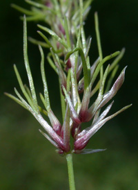 Bulbous Meadow-grass