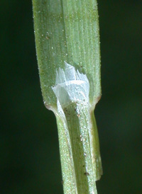 Bulbous Meadow-grass