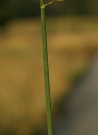 Flattened Meadow-grass